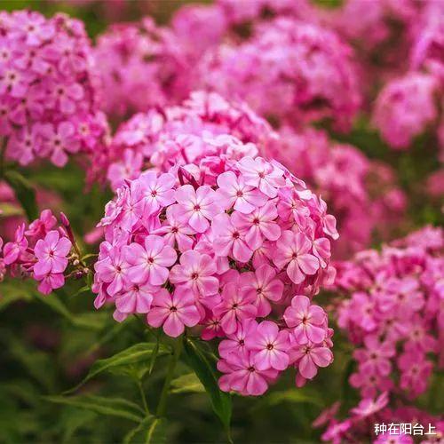 |丛生福禄考的个子矮小，却丝毫不妨碍它花开时成为“壮阔花海”！