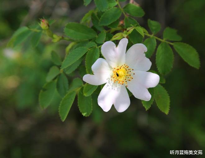 昕月蓝殇美文苑|人间最美，就是有你相伴
