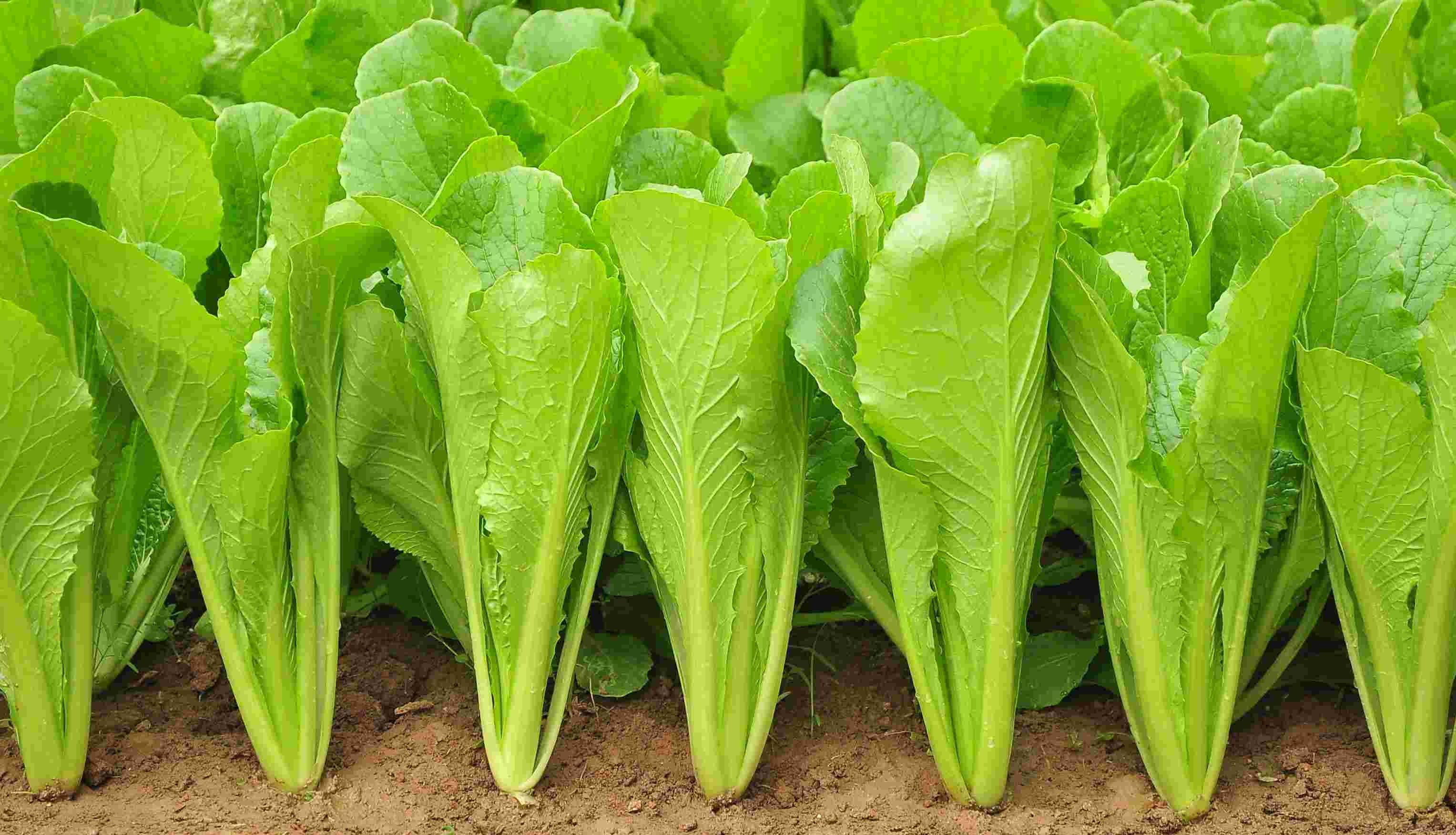 养生|六旬以上的朋友，冬季记得多吃4种食物，或可助您养生