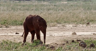大象 触目惊心，不忍直视！9.3分顶流刷屏，对不起我夸不下嘴…