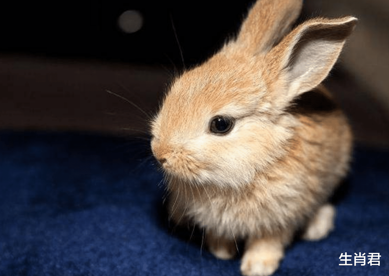 属兔|春暖花开不是梦，属兔人改掉身上的坏习惯，在职场中完美逆袭