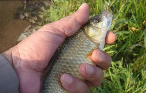 |经常空军无渔获,不妨学一下三步钓鱼法,连杆爆护都不是问题