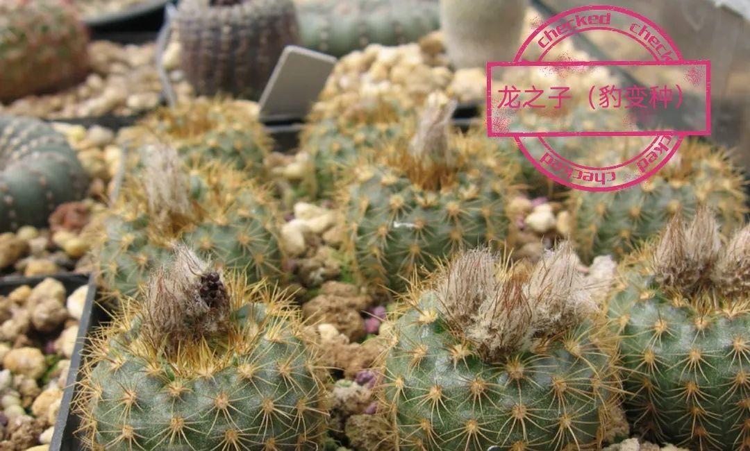 种上阳台|误以为仙人掌很难开花，凑齐“4个条件”，开花一点不难！