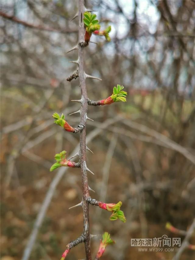 哈尔滨新闻网 周日气温升天气晴，珍惜这一天｜下周又降温#超多美图的天气预报