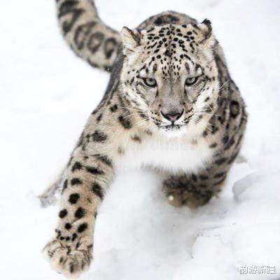 韵游新疆 湖南、新疆3种豹子，好漂亮，萌呆全世界！