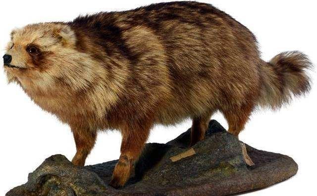  灭绝物种“金刚狼”消失100年后再现身，这是好事？还是环境预兆