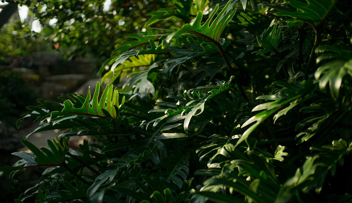 |客厅养上4种花，可以清新空气，还让家居品味不俗