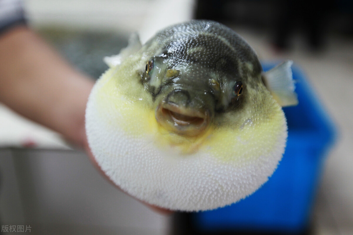 科学家 河豚本身含有剧毒，却还是有人非常爱吃河豚，真的有那么好吃？