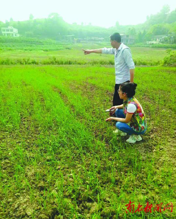南充新闻网 南充产“好土优土”旱稻香飘全国