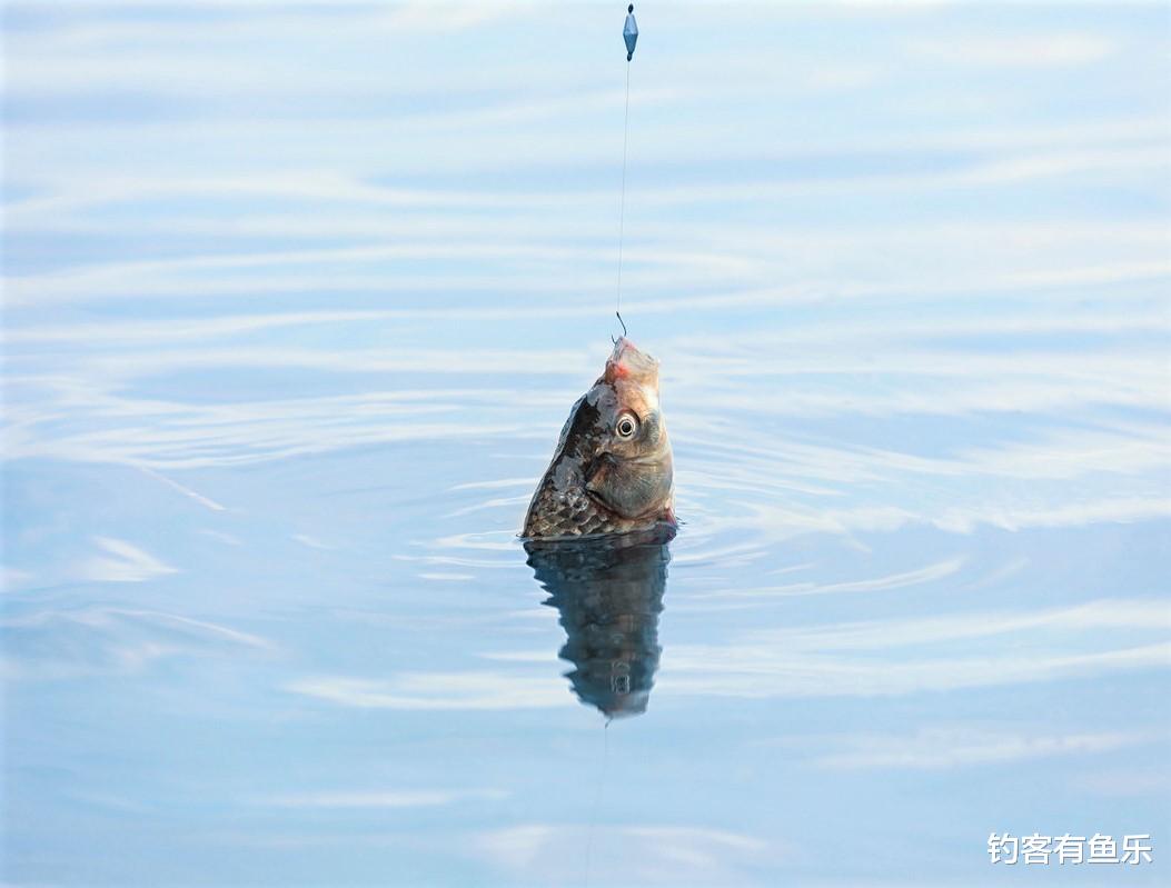 饵料|黑坑野钓这样调漂,拉鱼到爆护