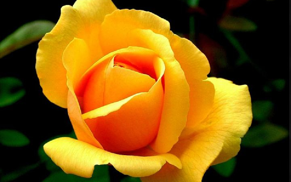 生肖|4月,鸿运当头的生肖,爱情与事业蒸蒸日上