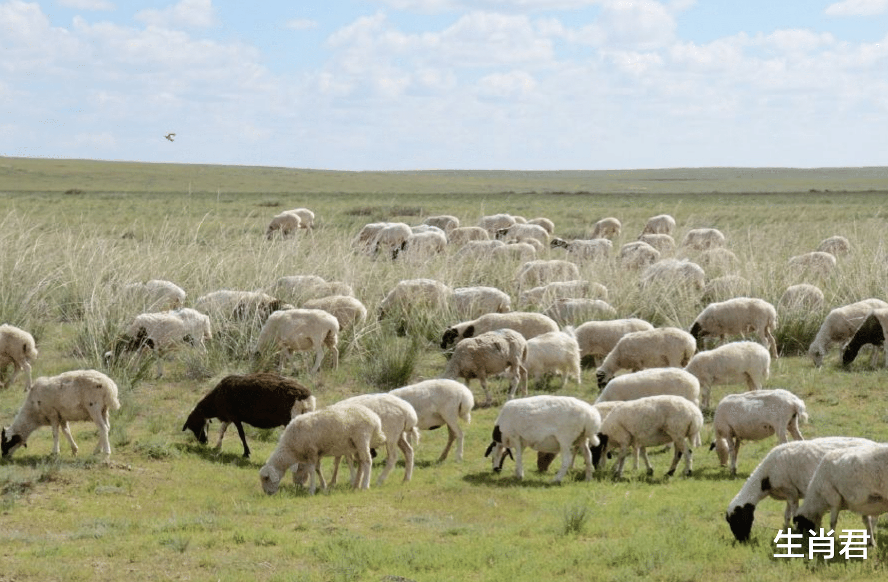招聘|“羊羊”得意不是白日梦，在职场中过五关斩六将，属羊人扭转乾坤