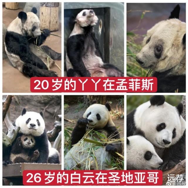 西瓜的口味 网曝旅美大熊猫在当地被虐待！已经饿成皮包骨，惨不忍睹