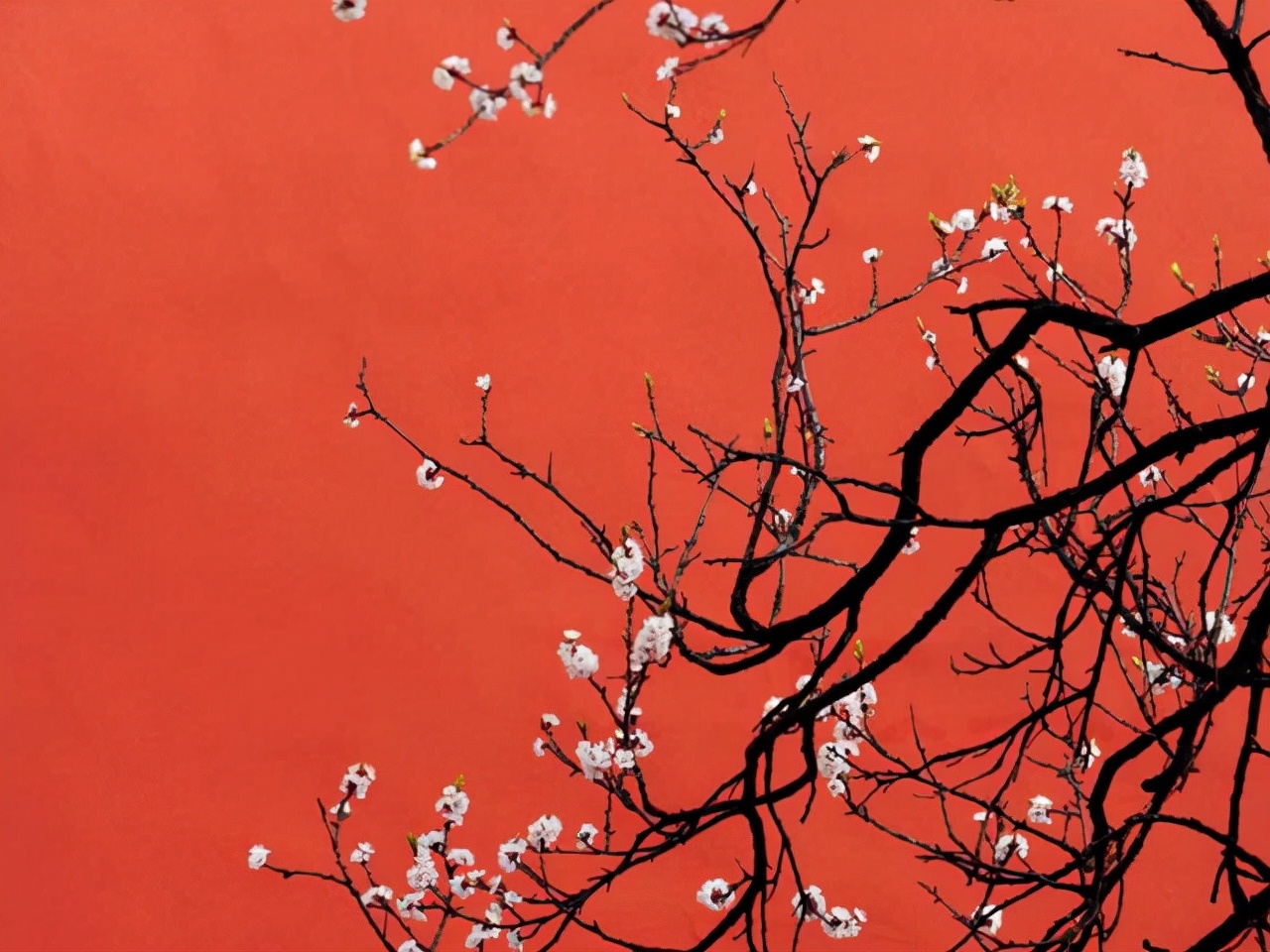 星座师安达|能成熟到摆平四方,也能快乐得像个孩子,狮子座的魅力,不简单