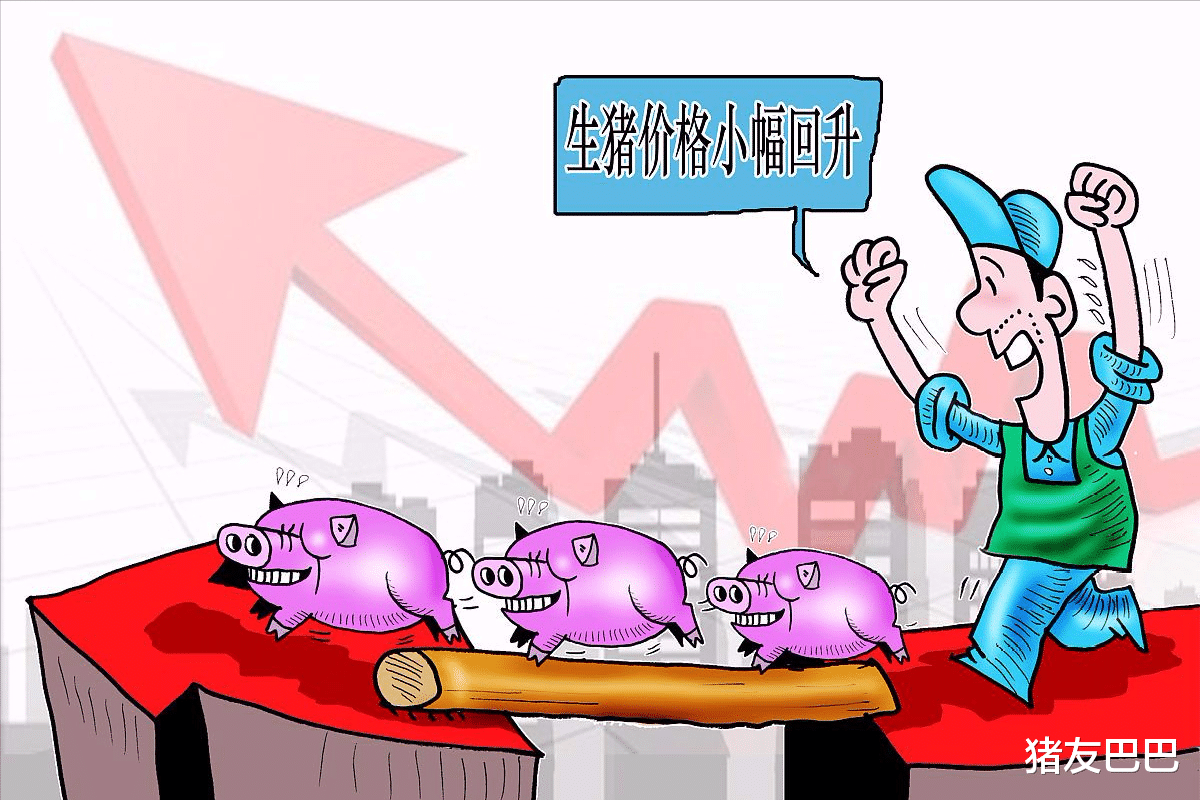 生猪价格 5月3日猪价：雷霆上涨！猪价要飘红到月底？颓势尽显！