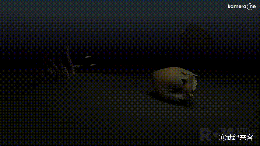 寒武纪 又是一种寒武纪史前顶级捕食者，最古老的人类祖先只能狼狈逃窜