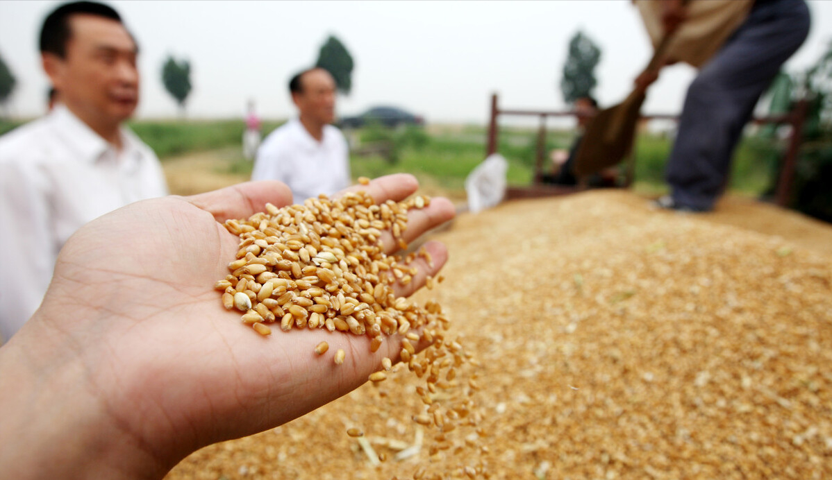 美國的小麥一畝能產多少斤？和中國比較，有多大差距？-圖8