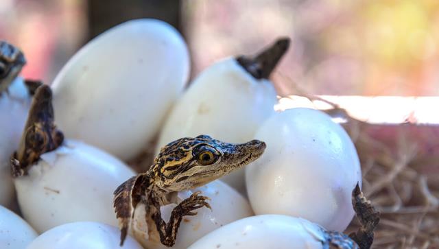 鳄鱼 被鳄鱼咬一口，需要承受多大的力量