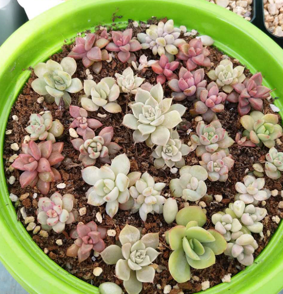 向阳园艺|都说多肉叶插难，实际上最简单，叶子丢到土里，两周长出新叶子