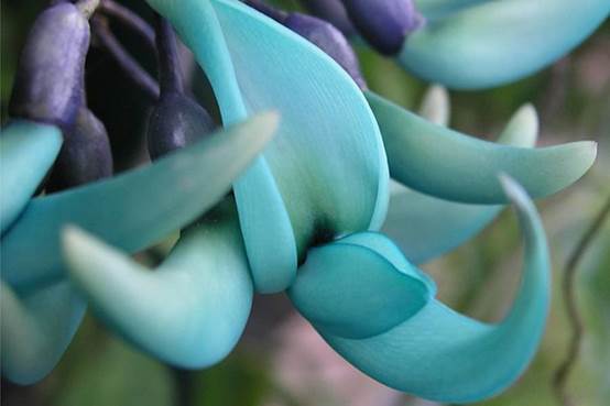 世界上最令人吃惊的10种奇花异草，你见过哪些呢！