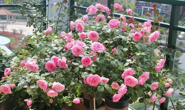 京跃伟哥|3种适合庭院养的“四季花”，夏天冬天都不怕，南北方都能种！