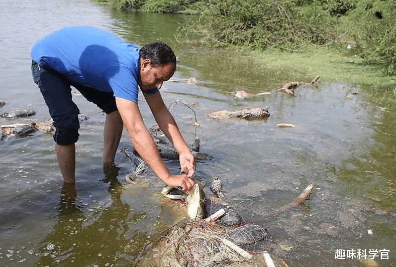 印度500萬隻恒河鱉泛濫成災，為何自己不願吃，卻想出口給我國？-圖4