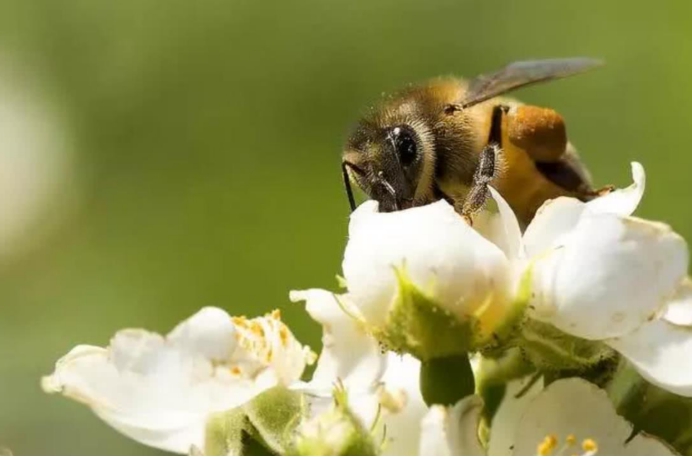 云南 爱因斯坦预言要成真了？全球六分之一蜜蜂灭绝，对人类有何影响？
