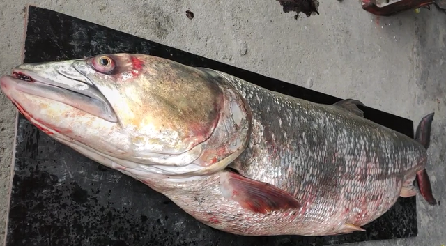 自然灾害|湖北一男子钓获“水老虎”，1米多长，下水抱起来