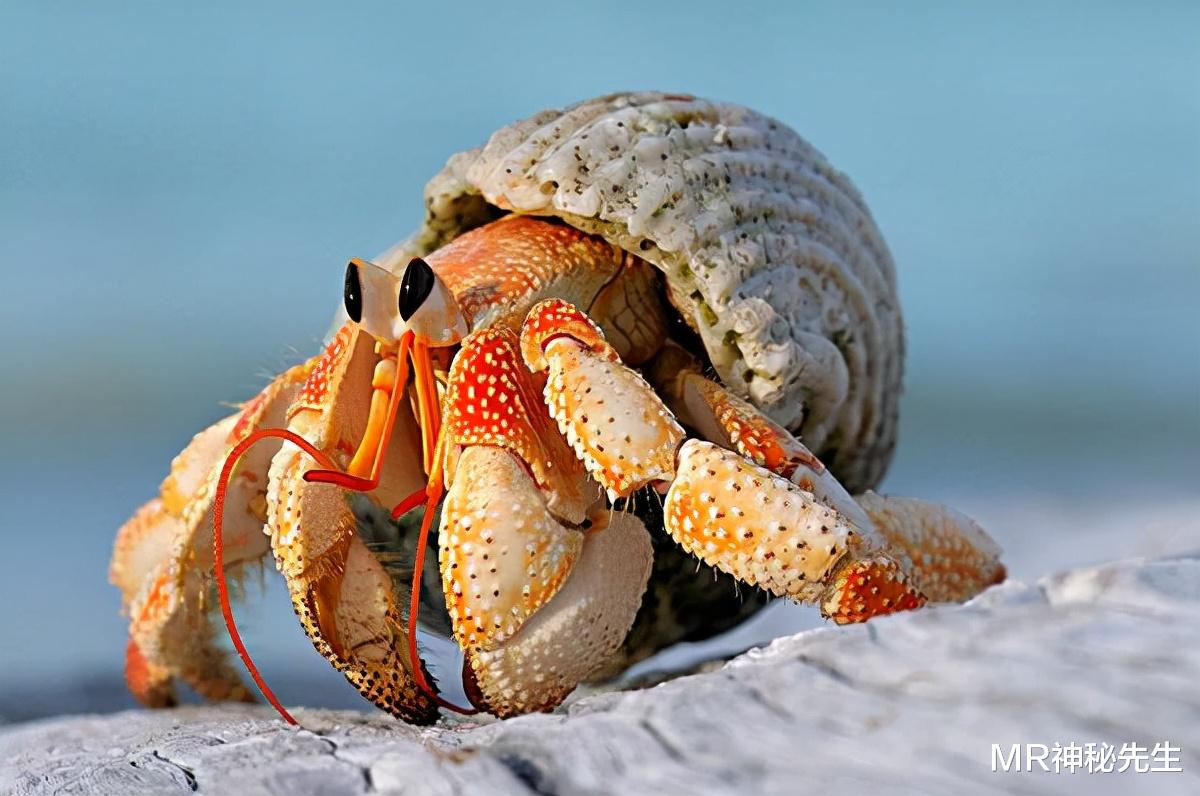 鲎虫 帝王蟹即将入侵欧洲?国外泛滥成灾的帝王蟹,为何不来我国?