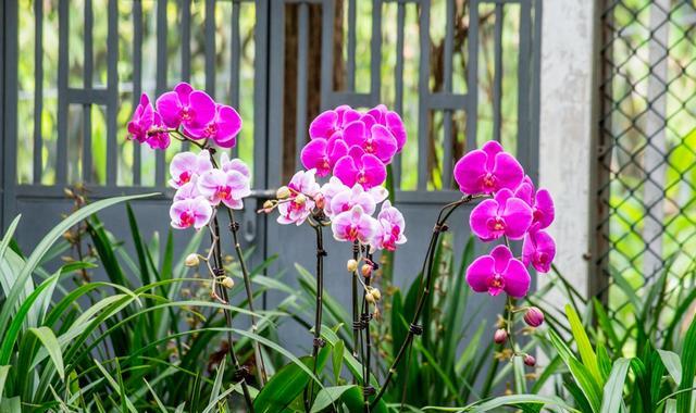 侃旅 春季广州赏花游，这几个地方是不错的选择，你更喜欢哪个？