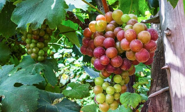 三伏天|三伏天水果不能乱吃,多吃这5种“伏果”,赶走暑气,安稳过伏天