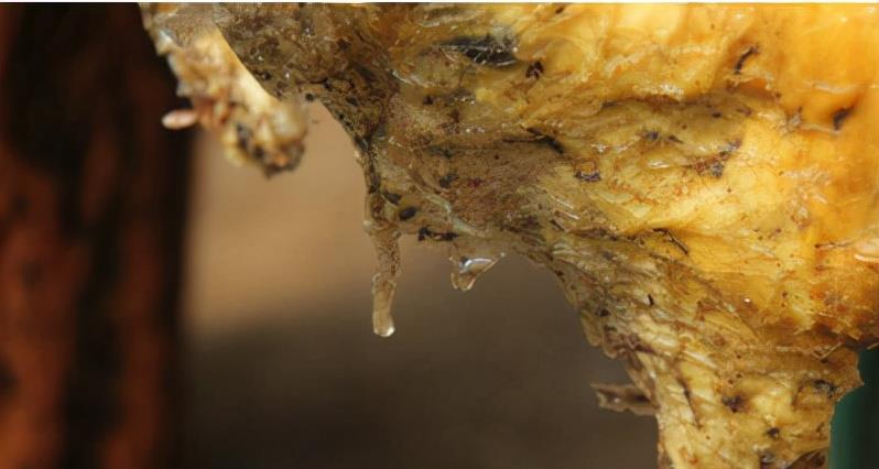 科学家 有哪些生物是违背生命规律的?跳出三界之外,你听说过“太岁”吗