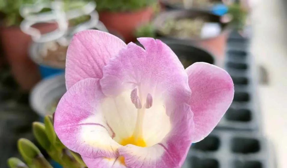 这些香喷喷的漂亮花,室内放两盆,满屋飘香,让人更舒服!