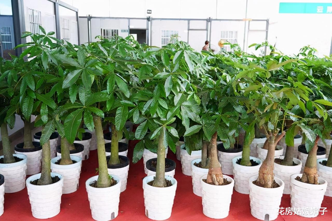 这6种花适合养在室内,装饰家居能起到很好的效果,新手也能养活