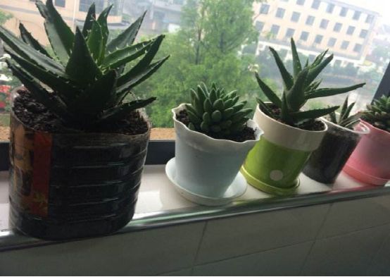 时尚舒适家|试试在家里这些地方摆植物，能够扭转运气，让你家人走好运