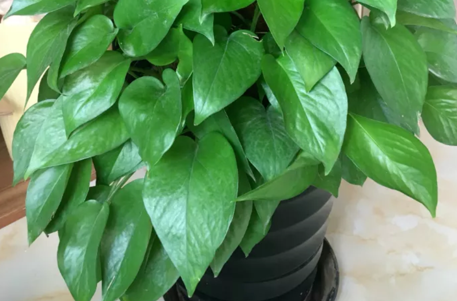 新房子甲醛重，怎能少了它！搁屋里，多摆几盆，2个月就能入住