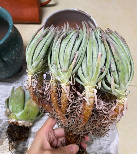 向阳园艺|一分钱一分货，养花要养便宜货？买一堆，还不如买一棵！