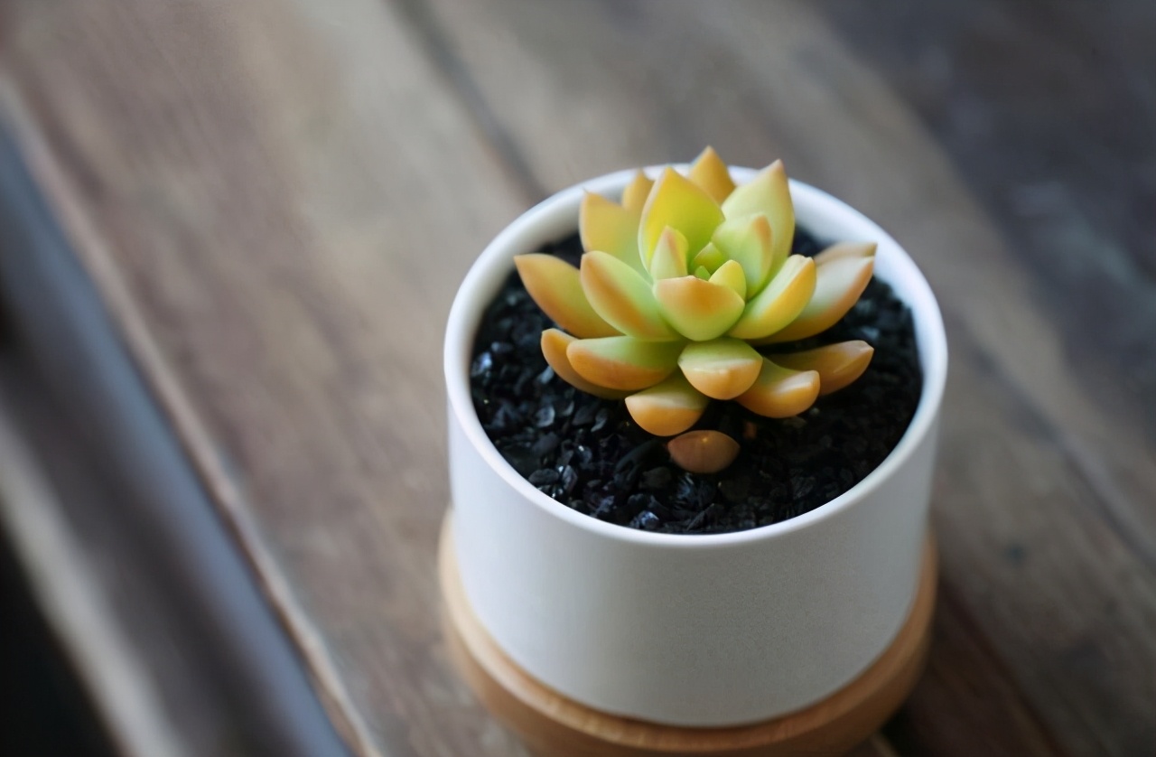 情蜚蜚|人这一生，只需做好两件事就够了，别知道得太晚