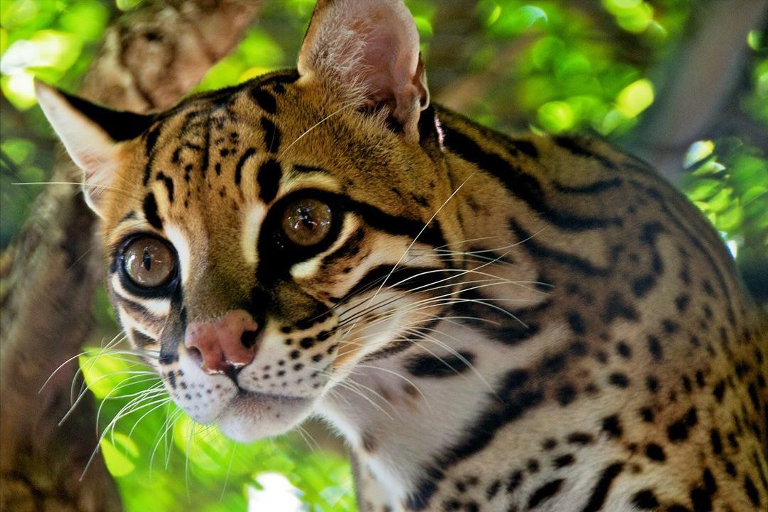 地球上最凶狠的6种野猫,狞猫能够一跃4米,猞猁竟敢单挑狼群?