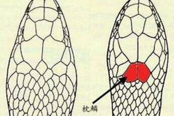 眼镜王蛇 眼镜王蛇和眼镜蛇有何不同？它们真的没有天敌吗？竟能毒死大象？