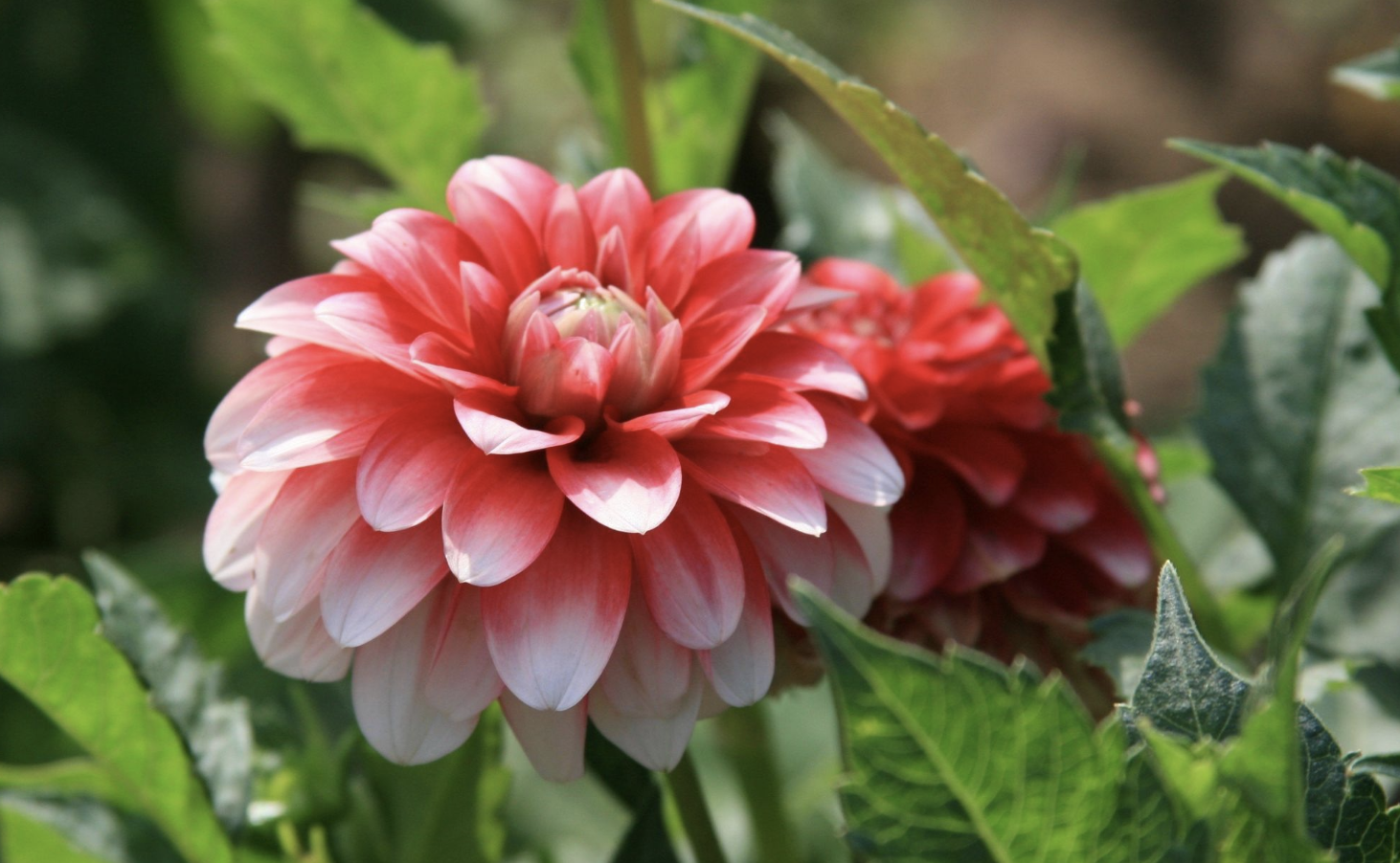 生肖夜梦|8月，蓦然回首，别来无恙，3生肖再遇旧情人，心中挂念，有增无减