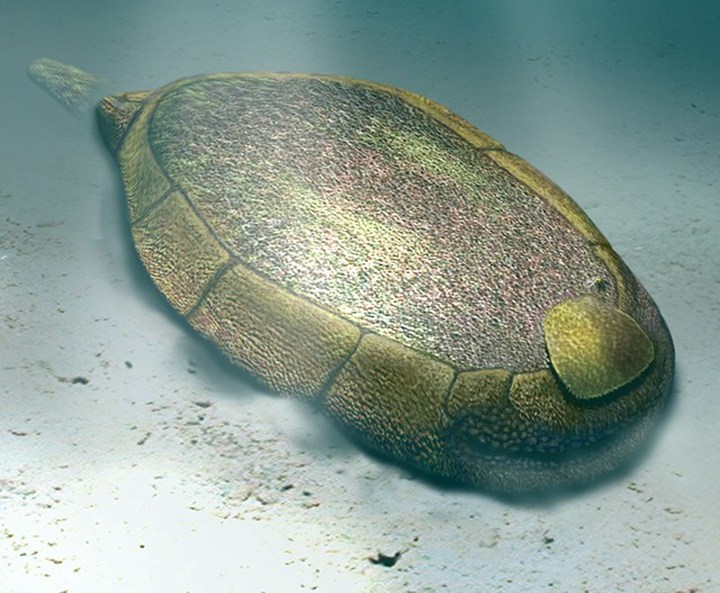 邓氏鱼 邓氏鱼：被蝎族压制了一亿年后，它决定用抗争改变命运