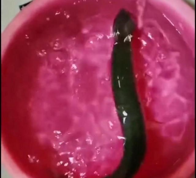 常州|江苏钓鱼人解锁“新鱼种”，网友疑问：“常州还有狗鱼”？