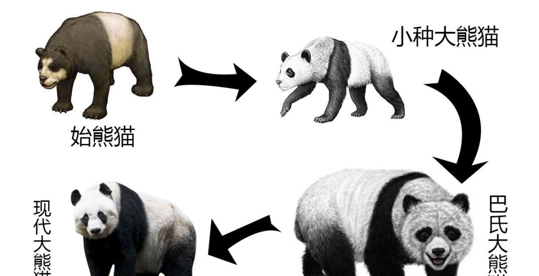 情微说|从凶猛的“食铁兽”变成以卖萌为生的国宝，熊猫究竟经历了什么？