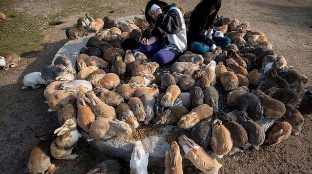 澳大利亚野兔泛滥成灾,人兔战争持续150年,100亿只野兔真吃不完