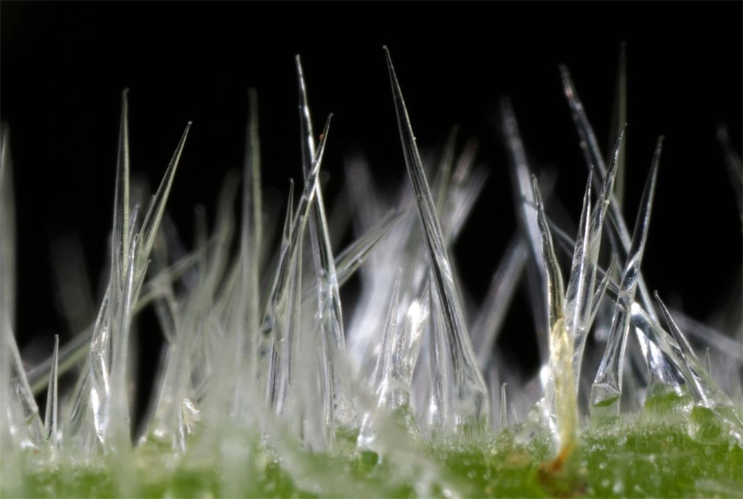 英国|世界最痛植物：有人用它擦屁股后开枪自杀，英国想用它造生化武器