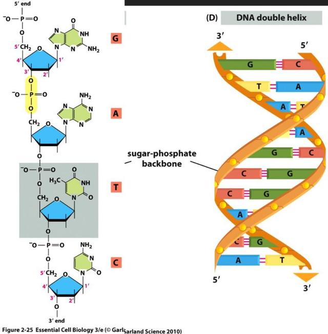 研究员在恐龙化石中发现疑似DNA，距今上亿年，能复活恐龙吗？