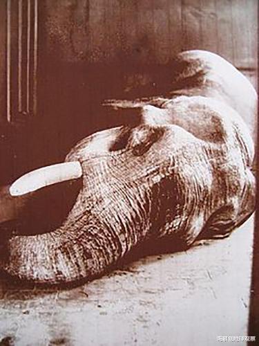 二戰末期，日本屠殺全國動物園，隻有兩頭大象在名古屋被偷偷保住-圖7