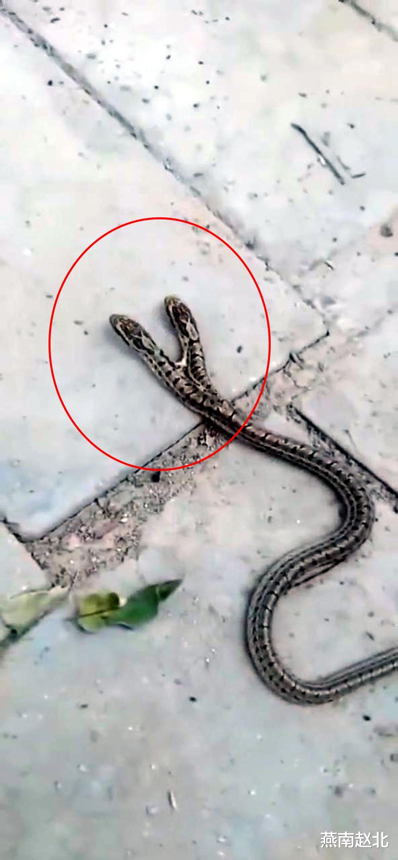 医院 保定一地现两头蛇，往哪走两个头各有主张