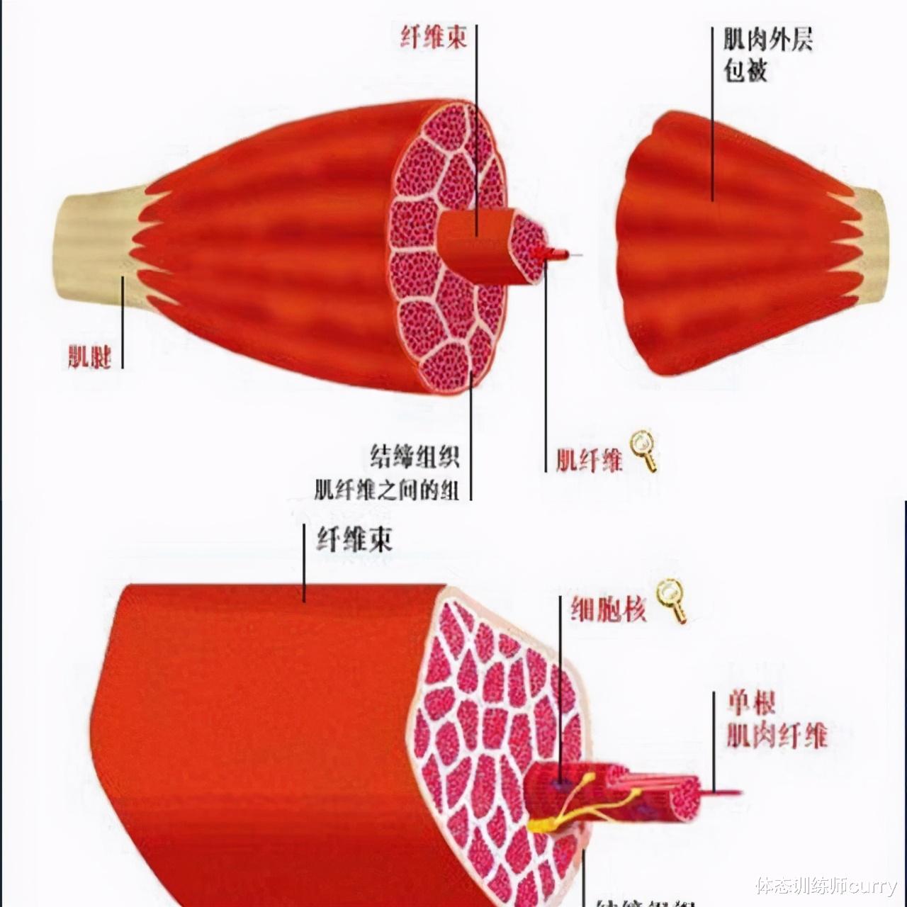 发型 狂甩30斤变身韩国第一美女教练，高效减脂，运动配合饮食更科学